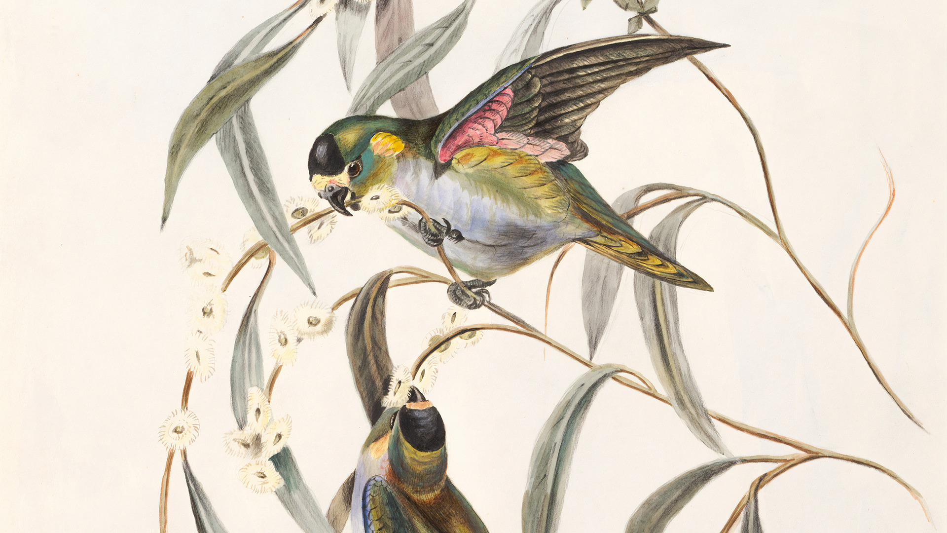 The Life And Influence Of John James Audubon The Foundation For A Better Life