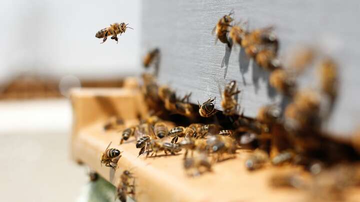 Benny’s Bees.