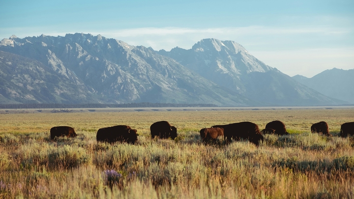 The Bison are Back!