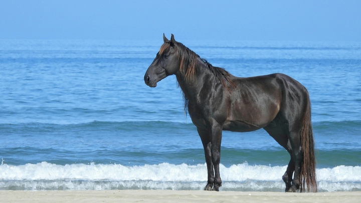 The Autobiography of a Horse that Changed the World.