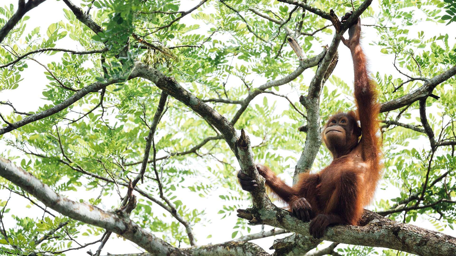 Boy nicknamed the “Kid Conservationist,” is on a Mission to Save the Orangutans.
