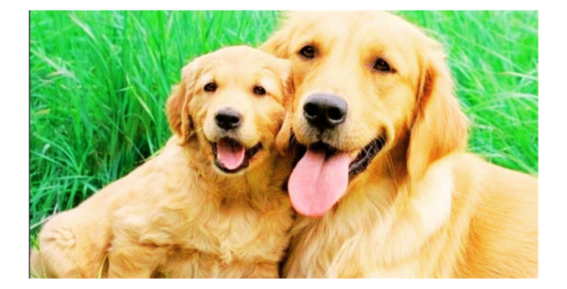 Stray Dog Brings Sick Newborn Puppy to Vet