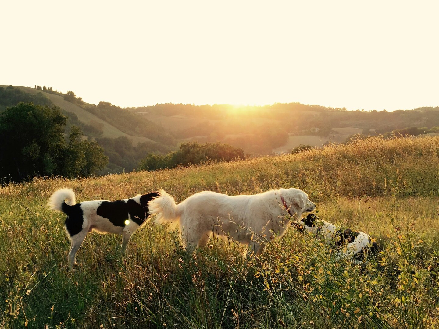 Teen Entrepreneurs Donate a Portion of Profits to No-Kill Animal Shelter