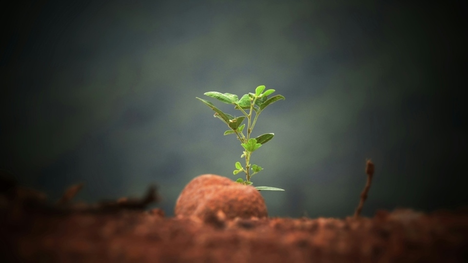 Reforesting the Amazon, 100 Million Trees at a Time.
