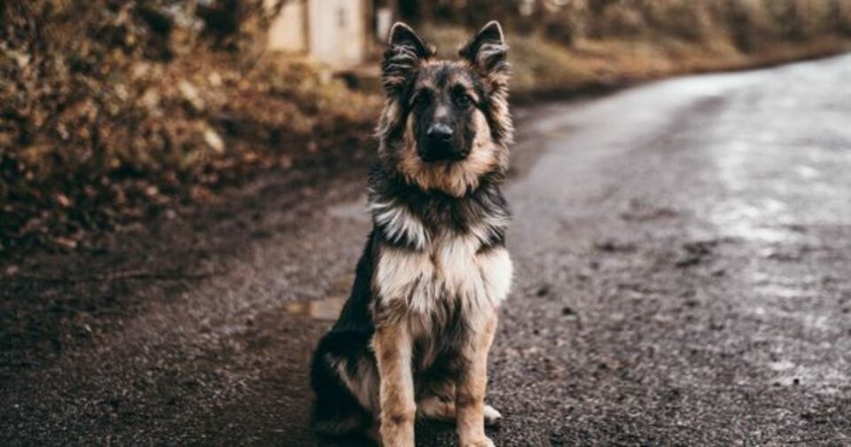 If You Love Dogs, You’ll Love this Story. 