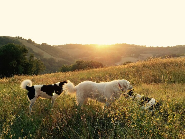 Teen Entrepreneurs Donate a Portion of Profits to No-Kill Animal Shelter
