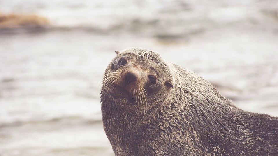 Woman Dedicates Life to Rescuing Injured and Critically Ill Seals 