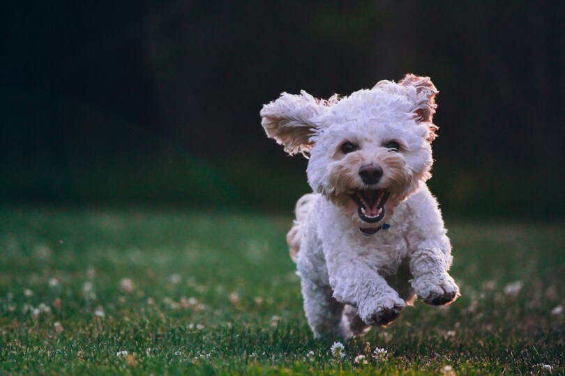 Woman Transforms Former Animal Laboratory into Animal Sanctuary.