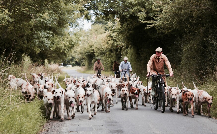 Man Quits Corporate Life to Rescue Stray Dogs